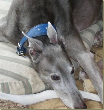 Greyhounds share with Vinni 001